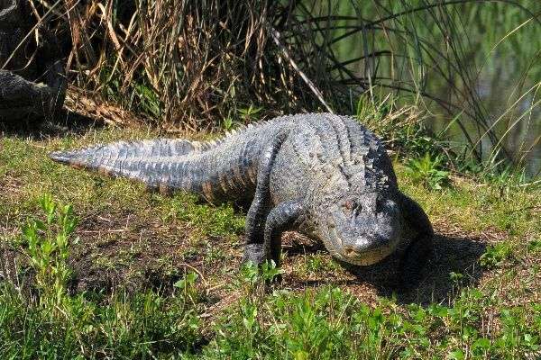 Alligator in Moss Point, MS | Gulf Coast Gator Ranch & Tours