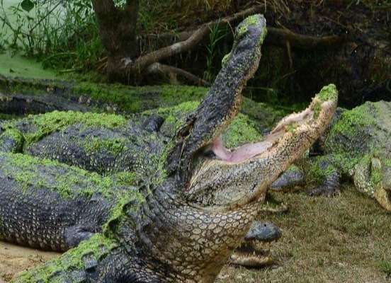 Alligator Ranch in Moss Point, MS | Gulf Coast Gator Ranch & Tours
