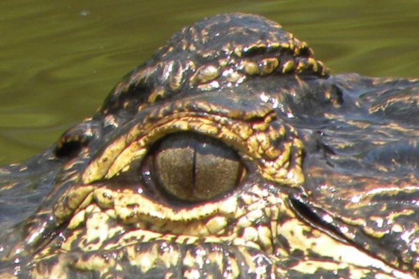 Alligator in Moss Point, MS | Gulf Coast Gator Ranch & Tours