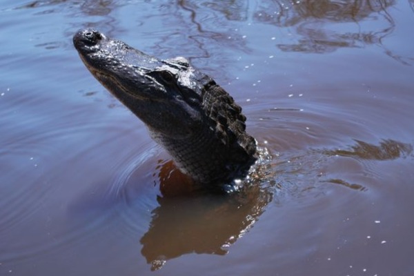 Alligators in Moss Point, MS | Gulf Coast Gator Ranch & Tours